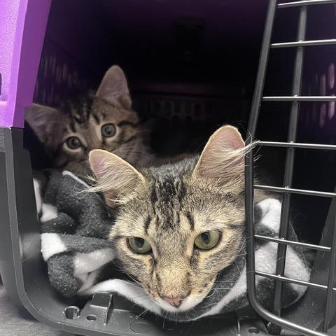 Minocqua, a Adoptable Domestic Medium Hair in St. Louis, MO image 2/3