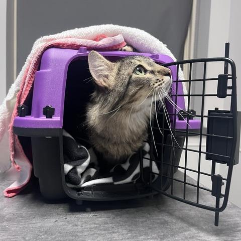 Minocqua, a Adoptable Domestic Medium Hair in St. Louis, MO image 3/3