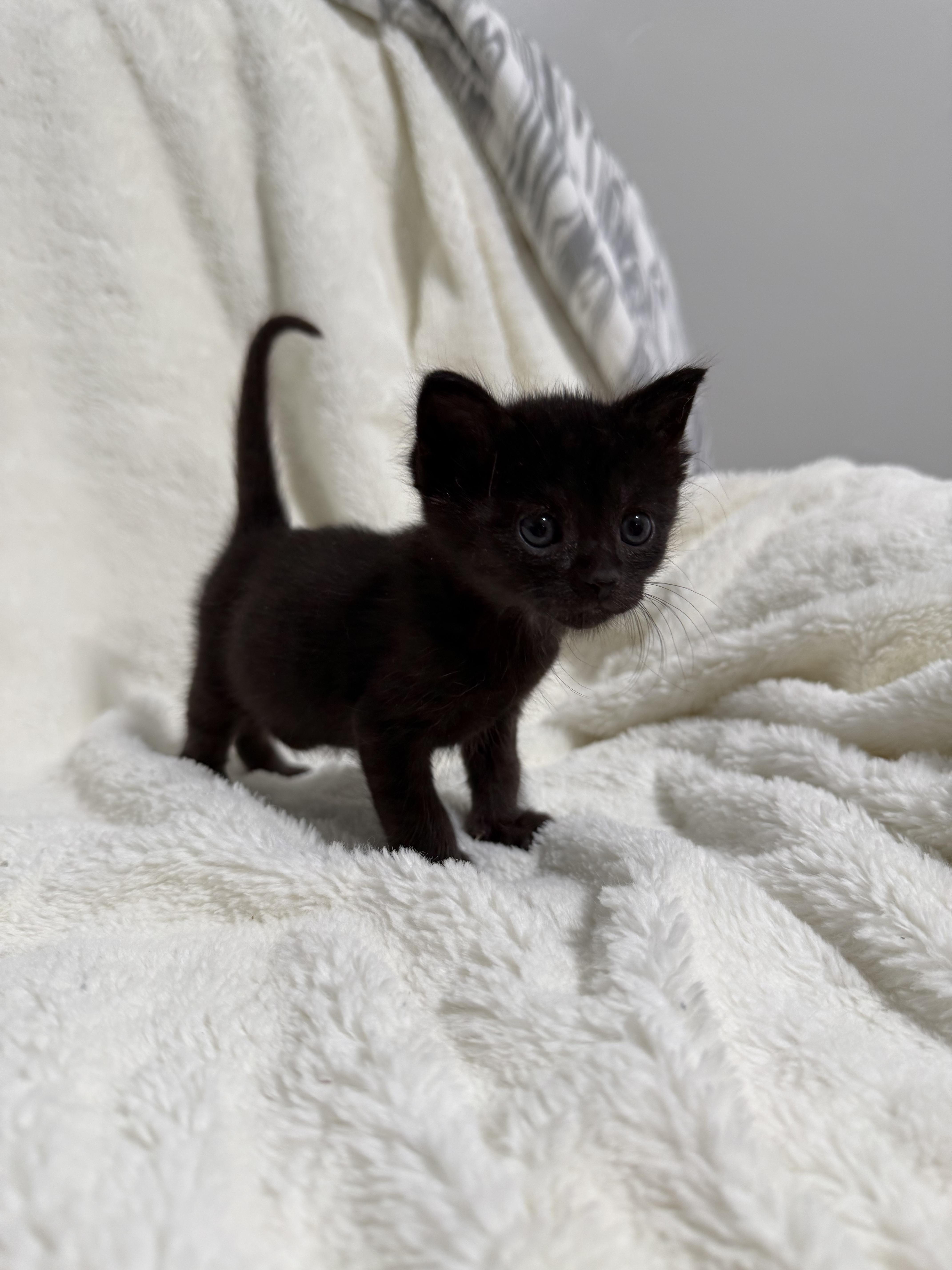 Enlarge Big Top, a Adoptable Domestic Short Hair in Fruit Heights, UT image 2/3