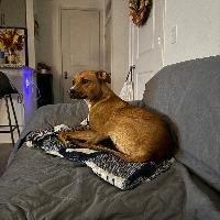 Enlarge Gabe, a Adoptable Mixed Breed in Jacksonville Beach, FL image 1/4