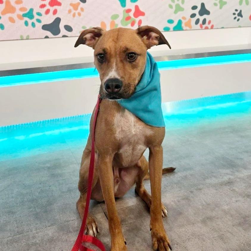 Enlarge Gabe, a Adoptable Mixed Breed in Jacksonville Beach, FL image 2/4