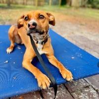 Enlarge Gabe, a Adoptable Mixed Breed in Jacksonville Beach, FL image 3/4