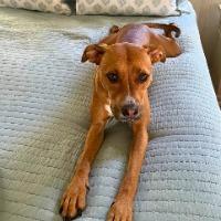 Enlarge Gabe, a Adoptable Mixed Breed in Jacksonville Beach, FL image 4/4