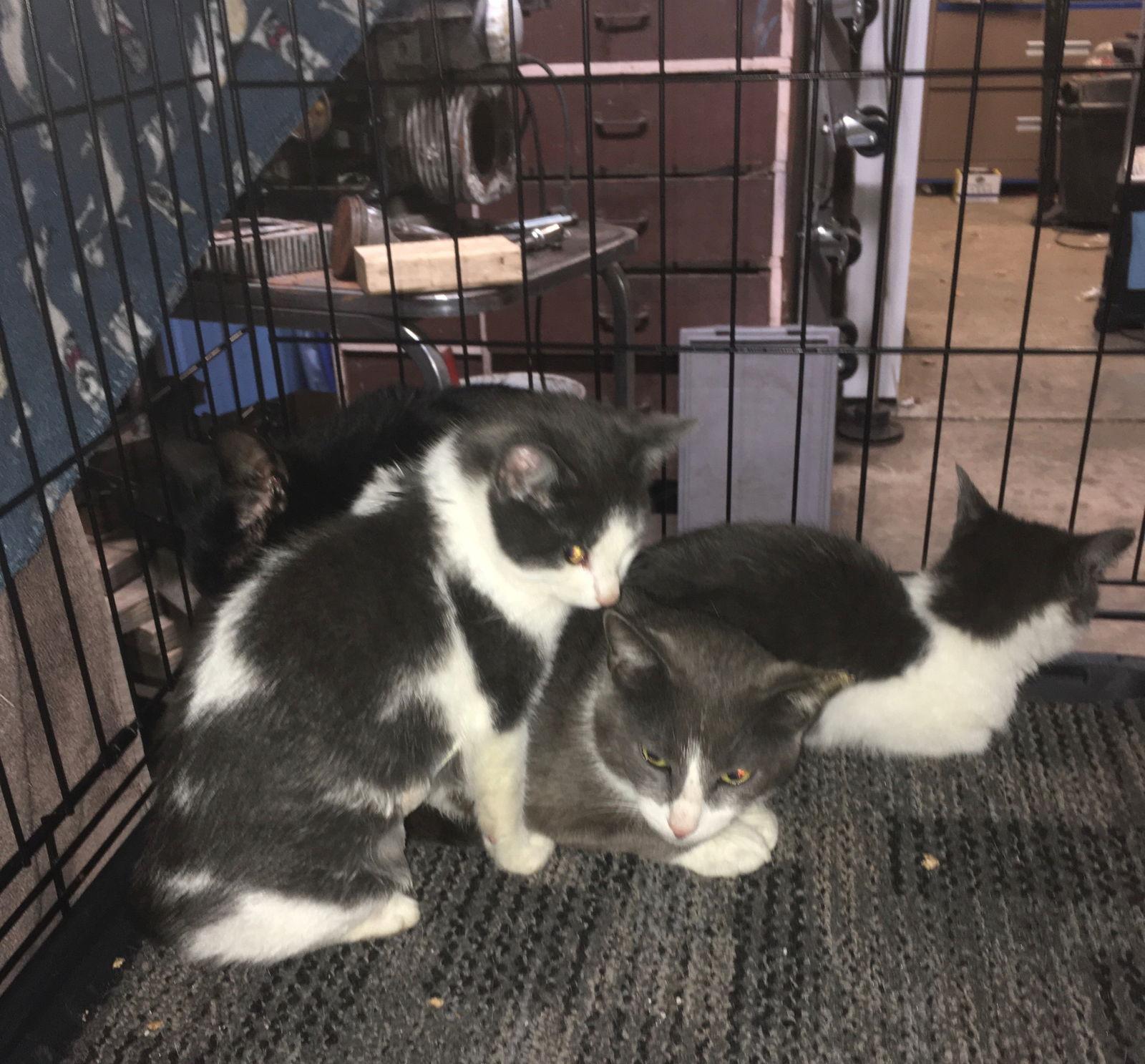 Thelma and litter-Need fostered, Adopted, Adult Female Domestic Short Hair.