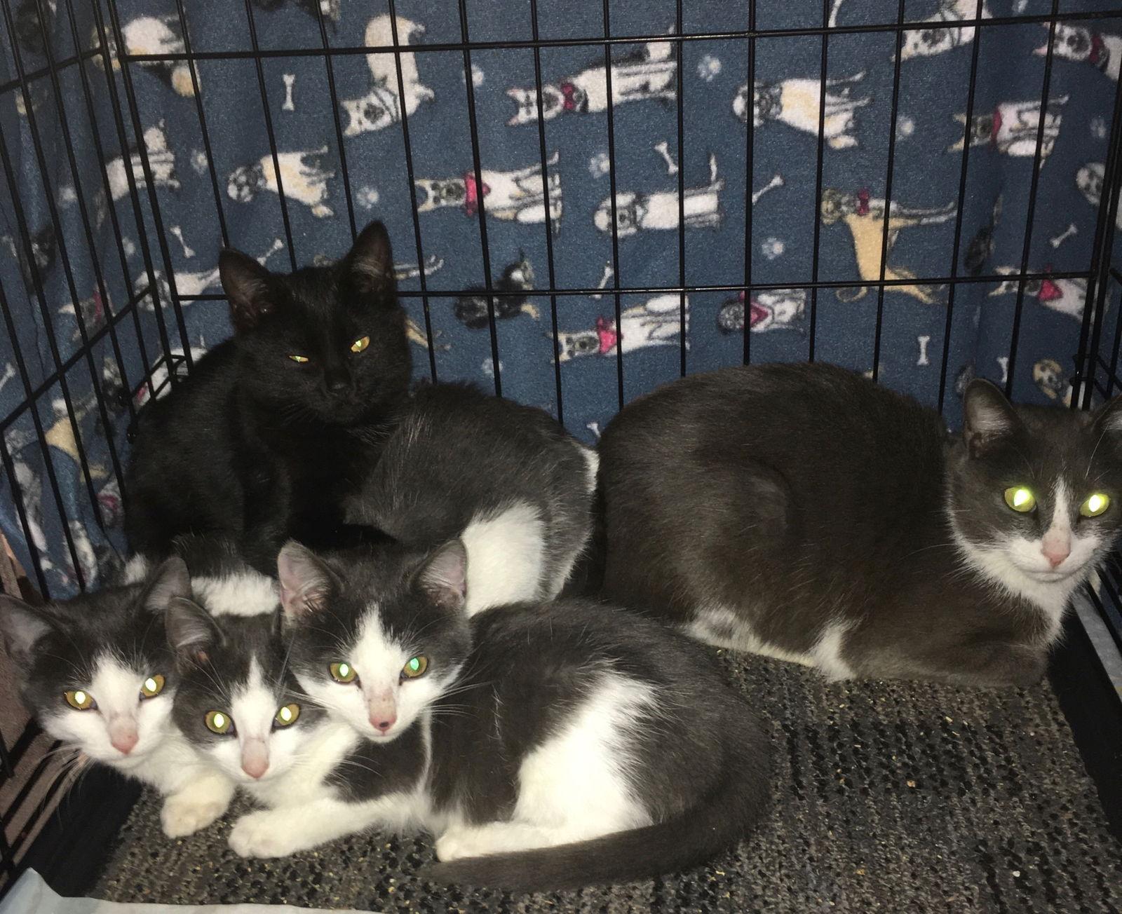 Thelma and litter-Need fostered, a Adopted Domestic Short Hair in Macedonia, OH image 2/2