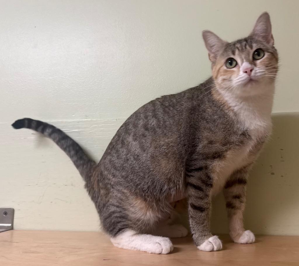 Enlarge Lola, an adopted Torbie in Amery, WI image 3/3
