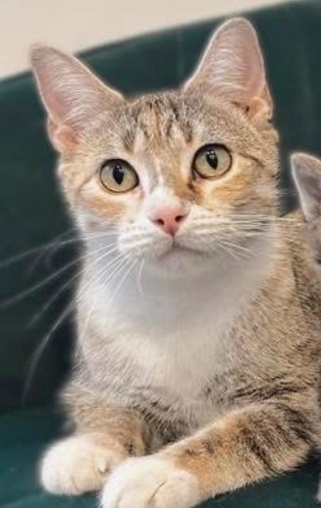 Enlarge Lola, an adopted Torbie in Amery, WI image 1/3