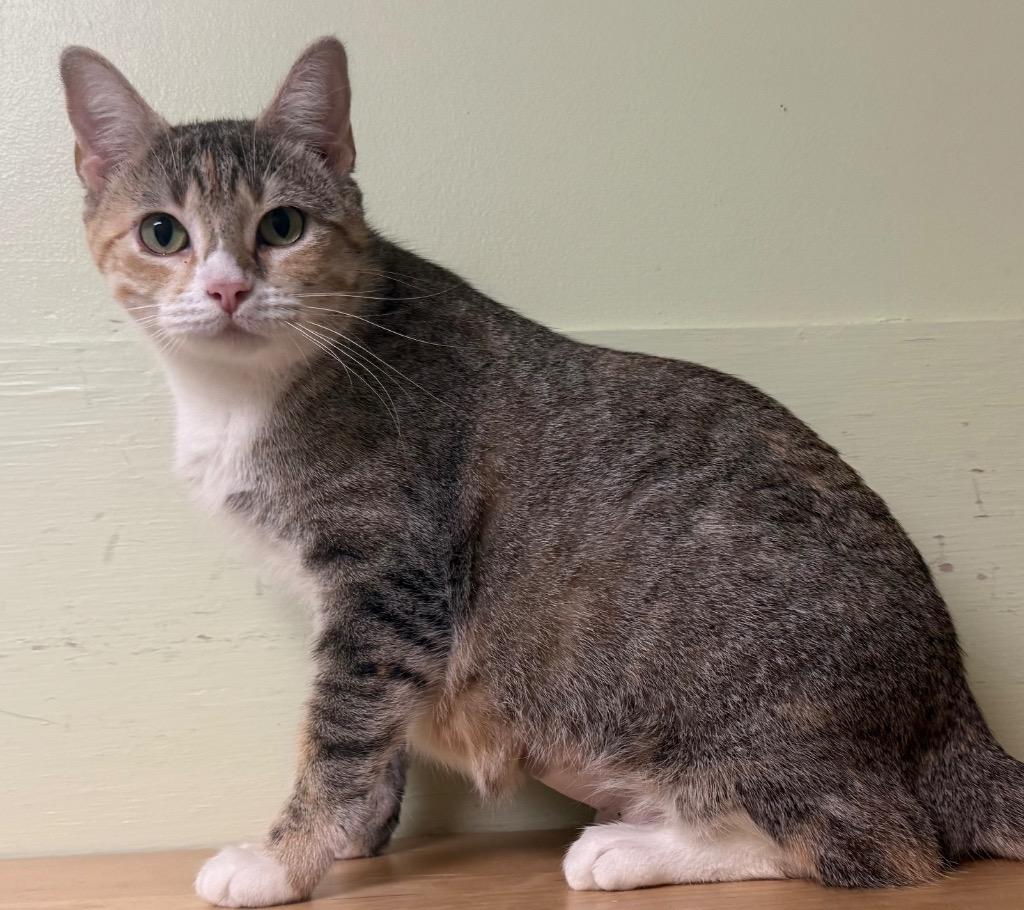 Enlarge Lola, an adopted Torbie in Amery, WI image 2/3