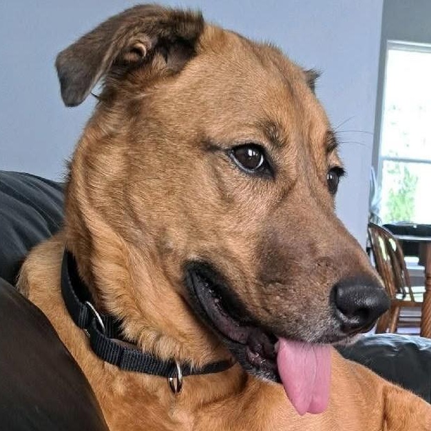 Sammy, Adoptable, Adult Male Labrador Retriever & German Shepherd Dog.