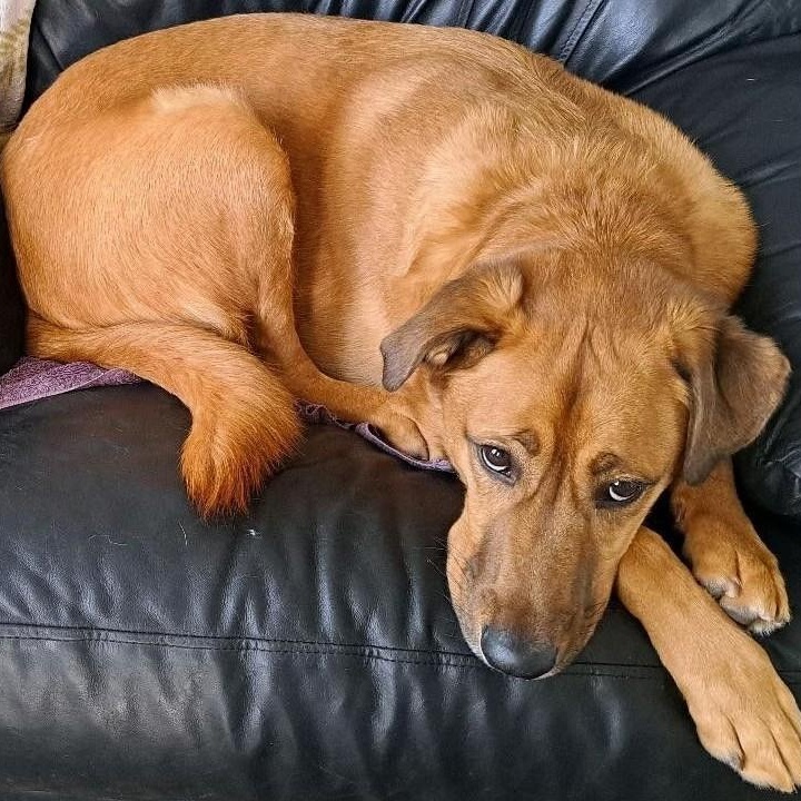 Sammy, a Adoptable mixed breed in Avon, IN image 2/2