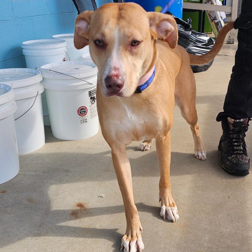 Thelma, Adoptable, Adult Female Hound.