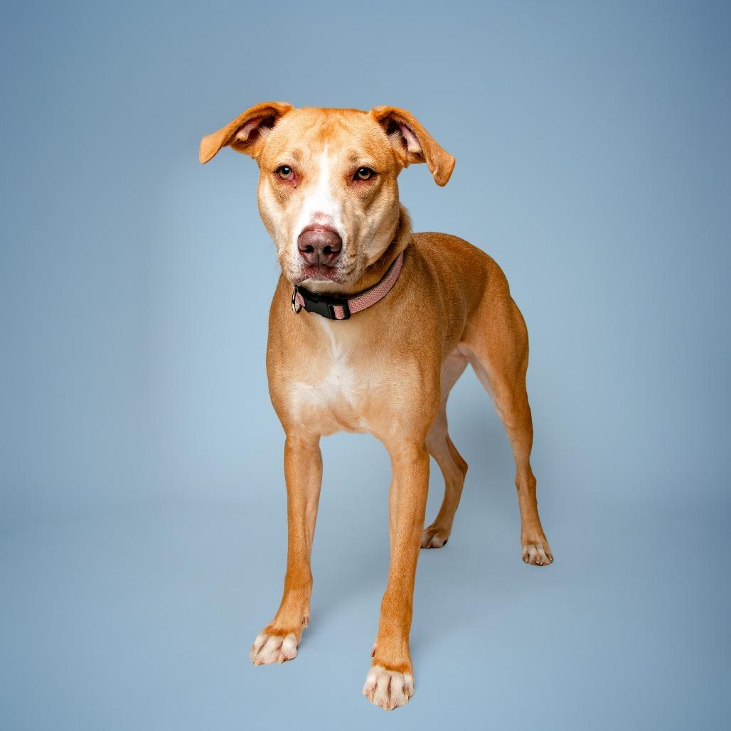 Enlarge Thelma, a Adoptable Hound in Jefferson city, TN image 2/4