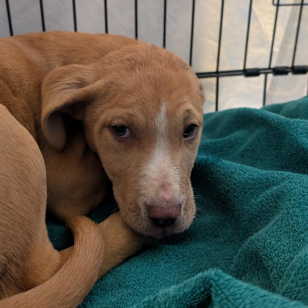 Enlarge Thelma, a Adoptable Hound in Jefferson city, TN image 3/4