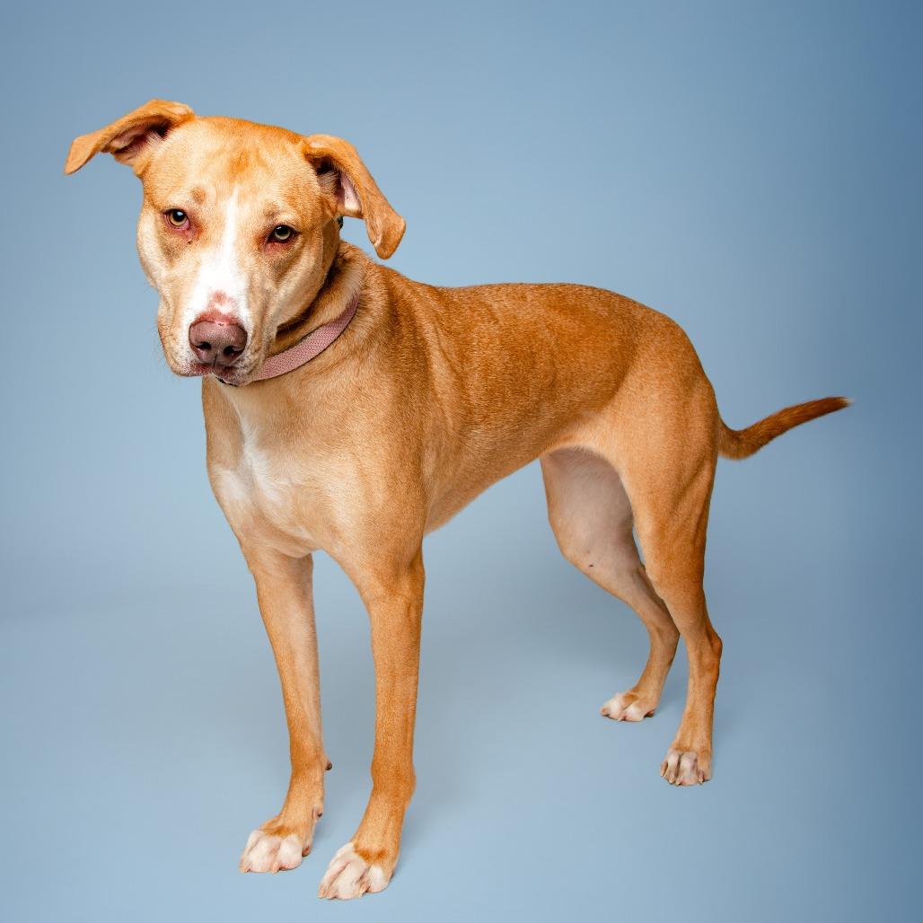 Enlarge Thelma, a Adoptable Hound in Jefferson city, TN image 4/4