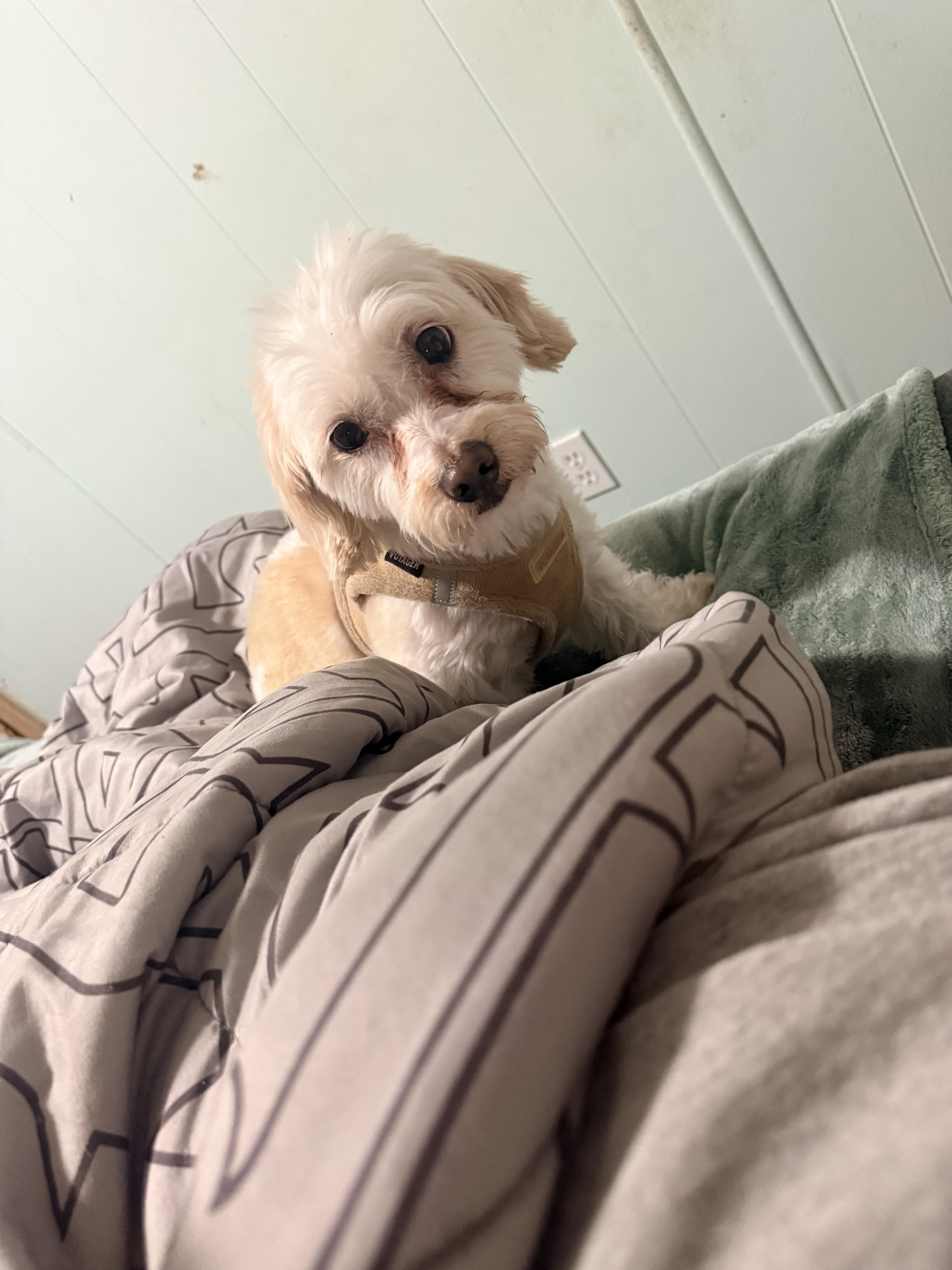 Parker, ADOPTABLE, Adult Female Maltipoo.