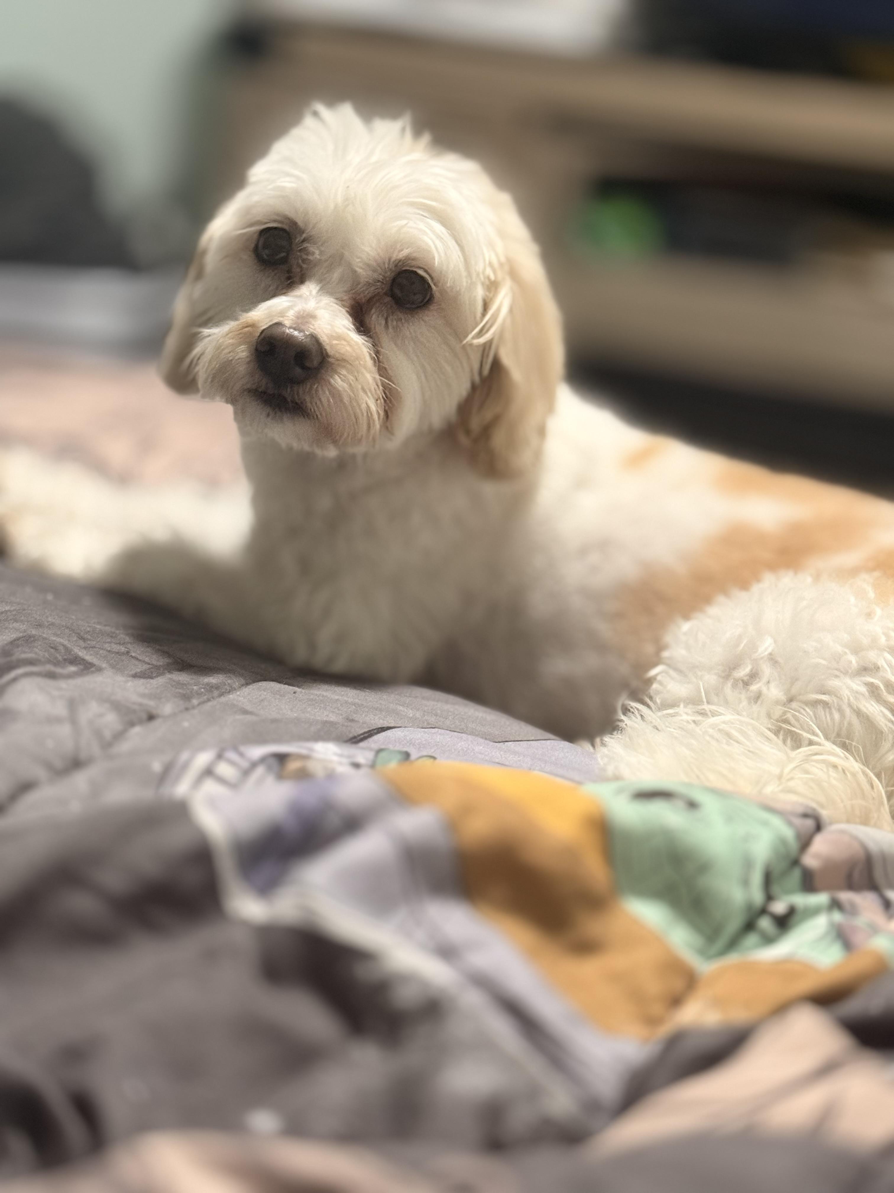 Enlarge Parker, a ADOPTABLE mixed breed in valley springs, CA image 2/2