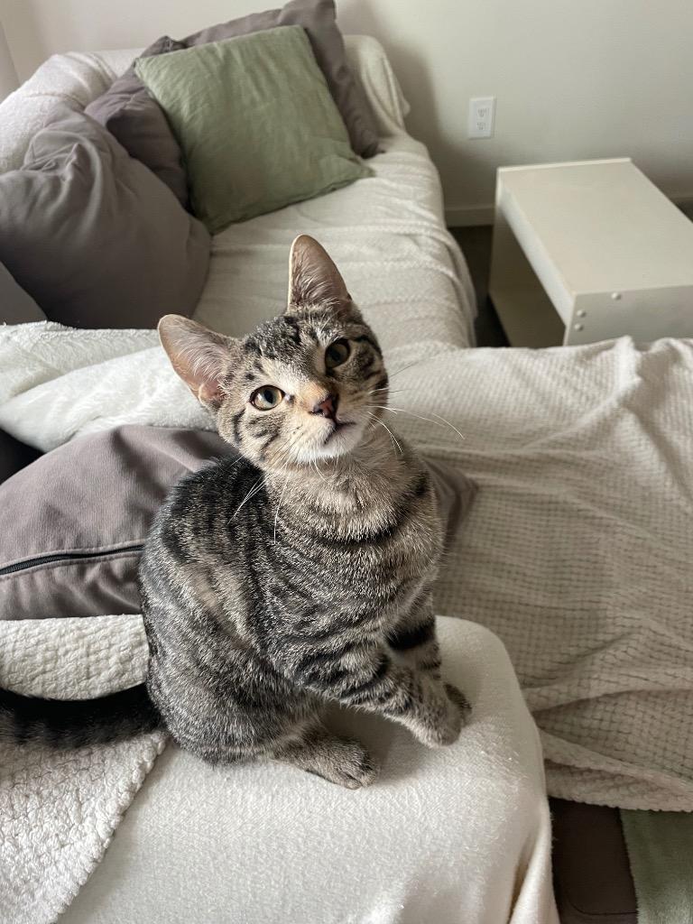 Natalie Spoon-purr, Adoptable, Kitten Female Domestic Short Hair.