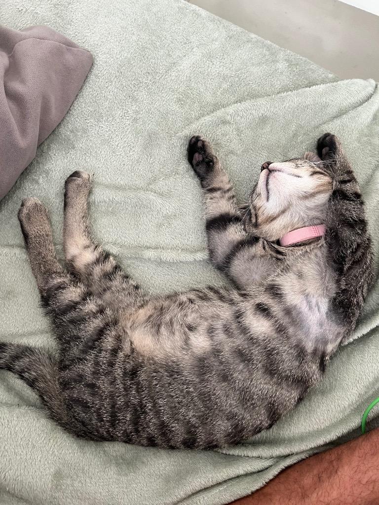 Enlarge Natalie Spoon-purr, a Adoptable mixed breed in Winnipeg, MB image 2/3