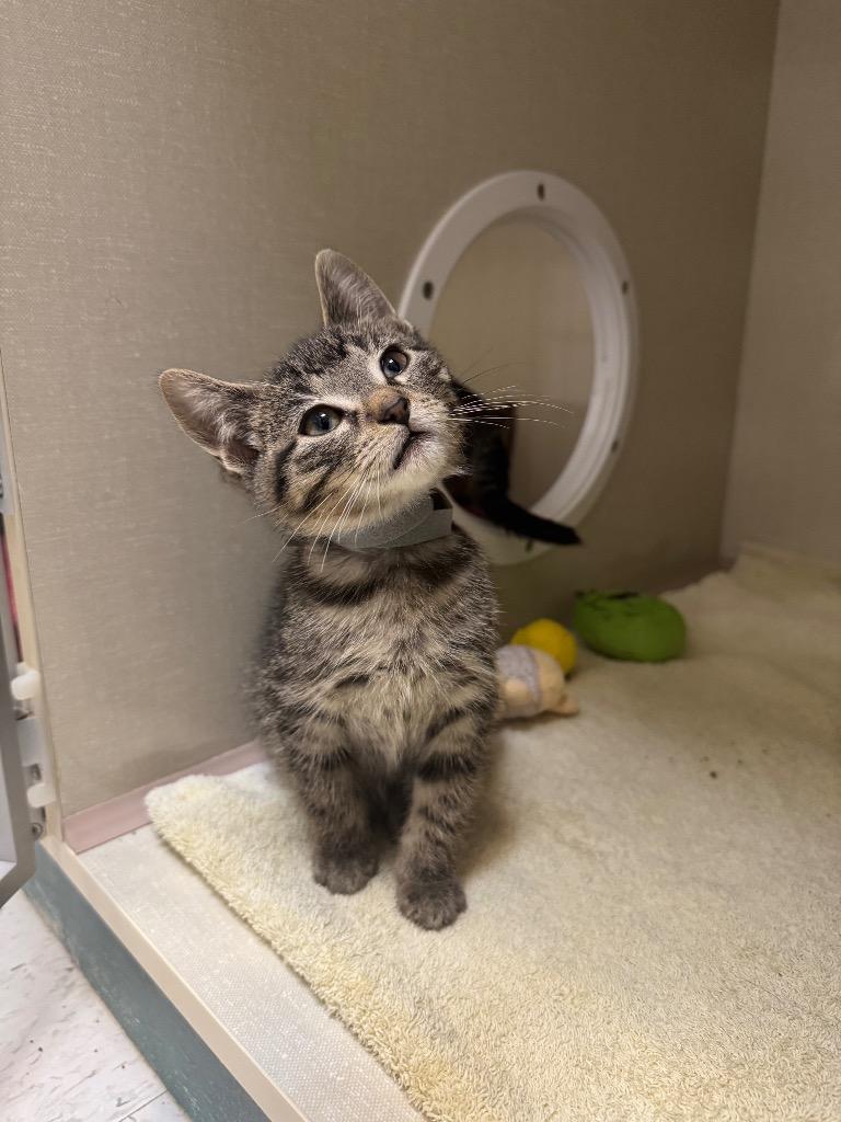 Enlarge Natalie Spoon-purr, a Adoptable mixed breed in Winnipeg, MB image 3/3