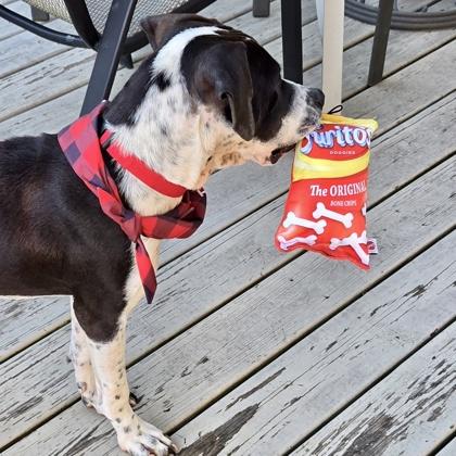 Frito, Adopted, Young Male Mixed Breed & Mixed Breed.