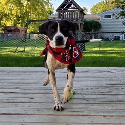 Enlarge Frito, a Adopted mixed breed in Elk Grove Village, IL image 2/3