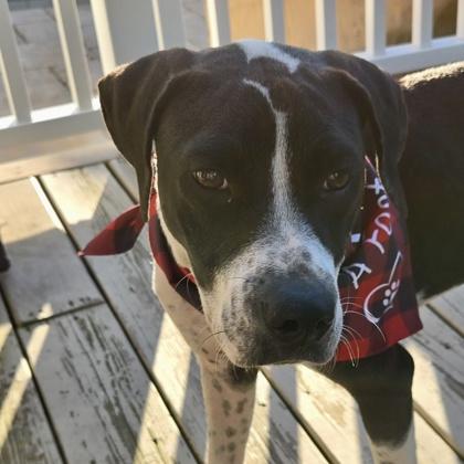 Enlarge Frito, a Adopted mixed breed in Elk Grove Village, IL image 3/3