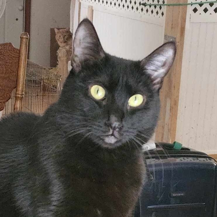 Enlarge Hocus, a Adoptable mixed breed in Hawley, PA image 1/7