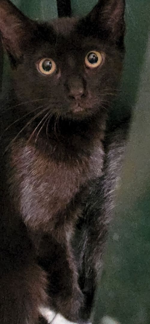 Enlarge Hocus, a Adoptable mixed breed in Hawley, PA image 6/7