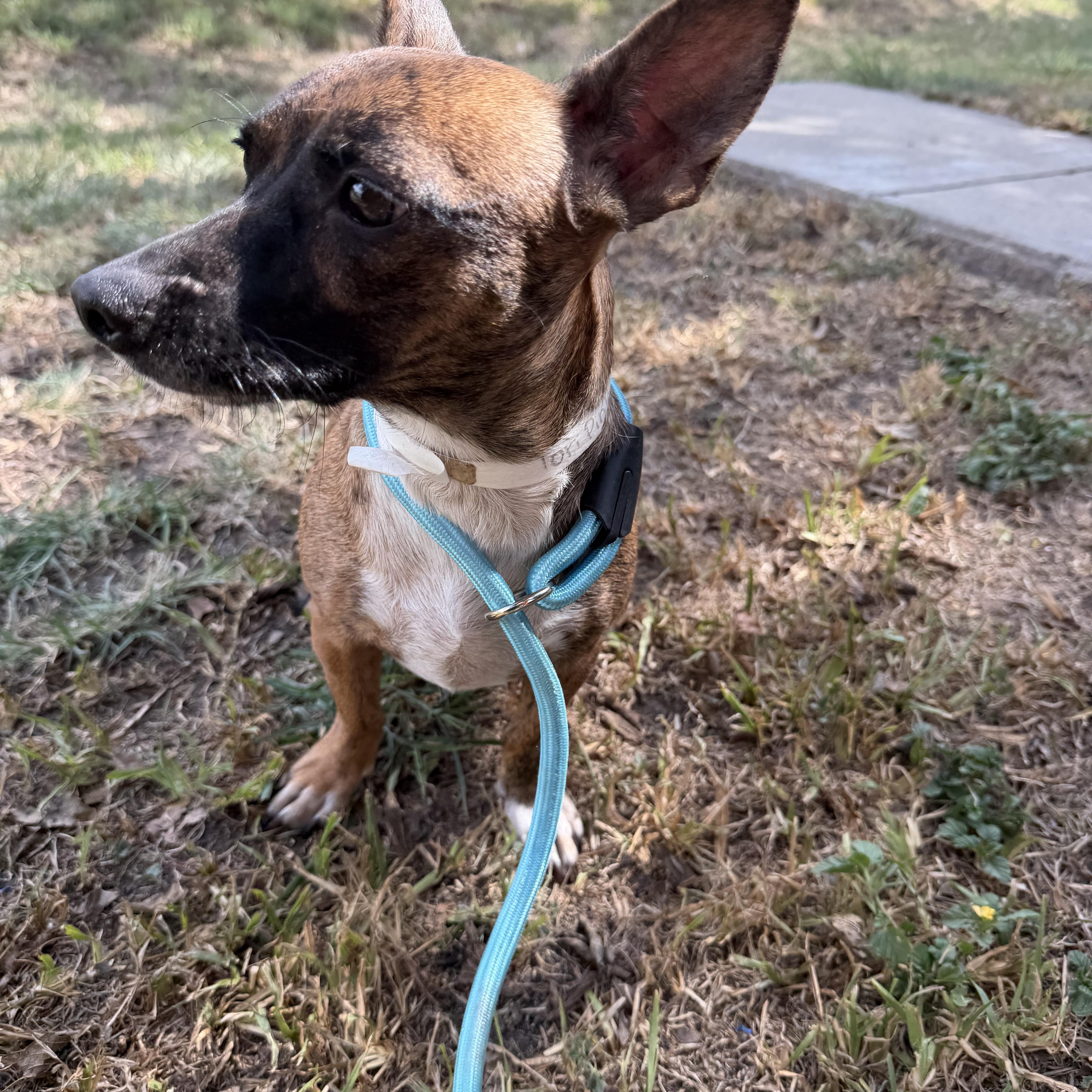Enlarge Tori, a ADOPTABLE mixed breed in Warwick, RI image 2/3
