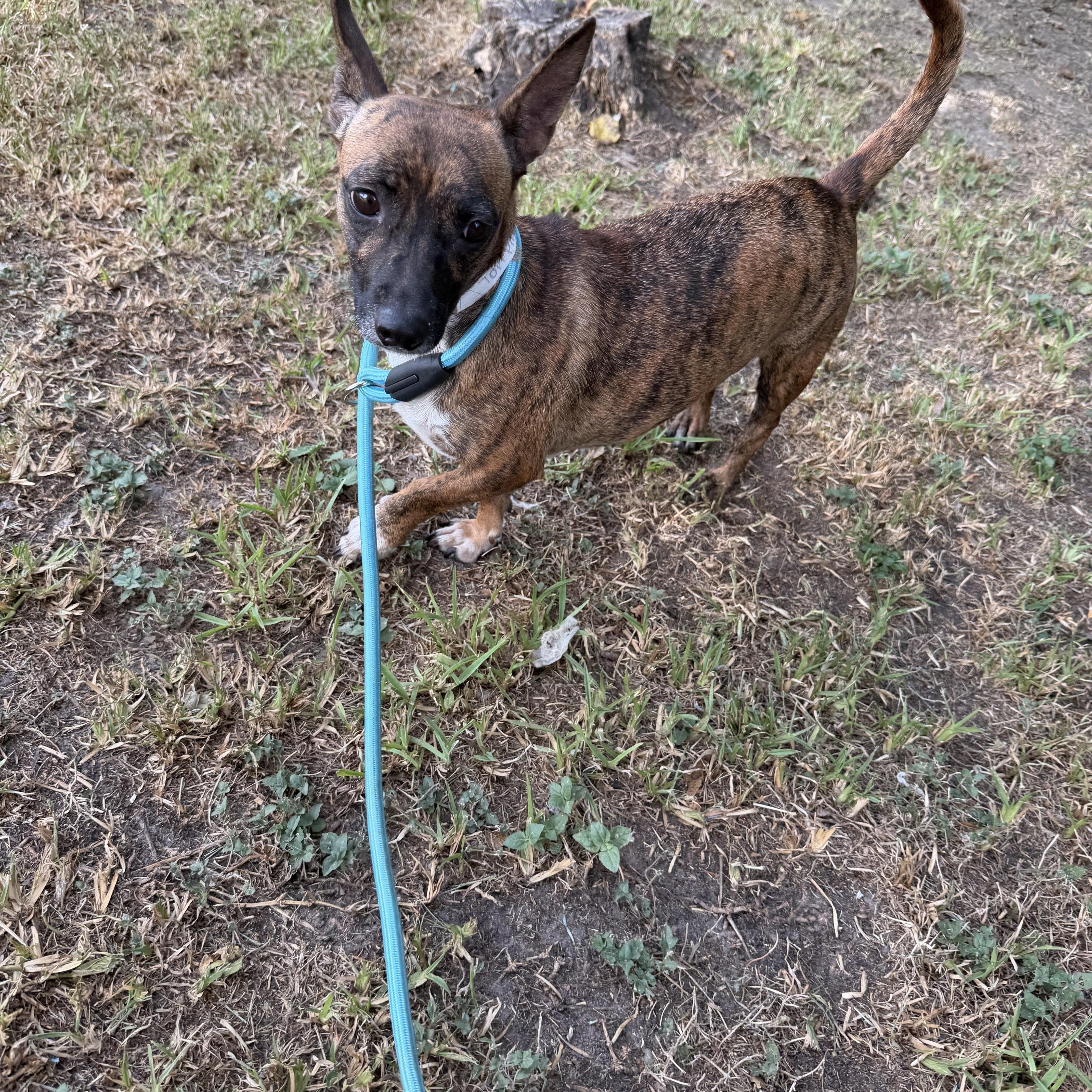 Tori, ADOPTABLE, Adult Female Dachshund.