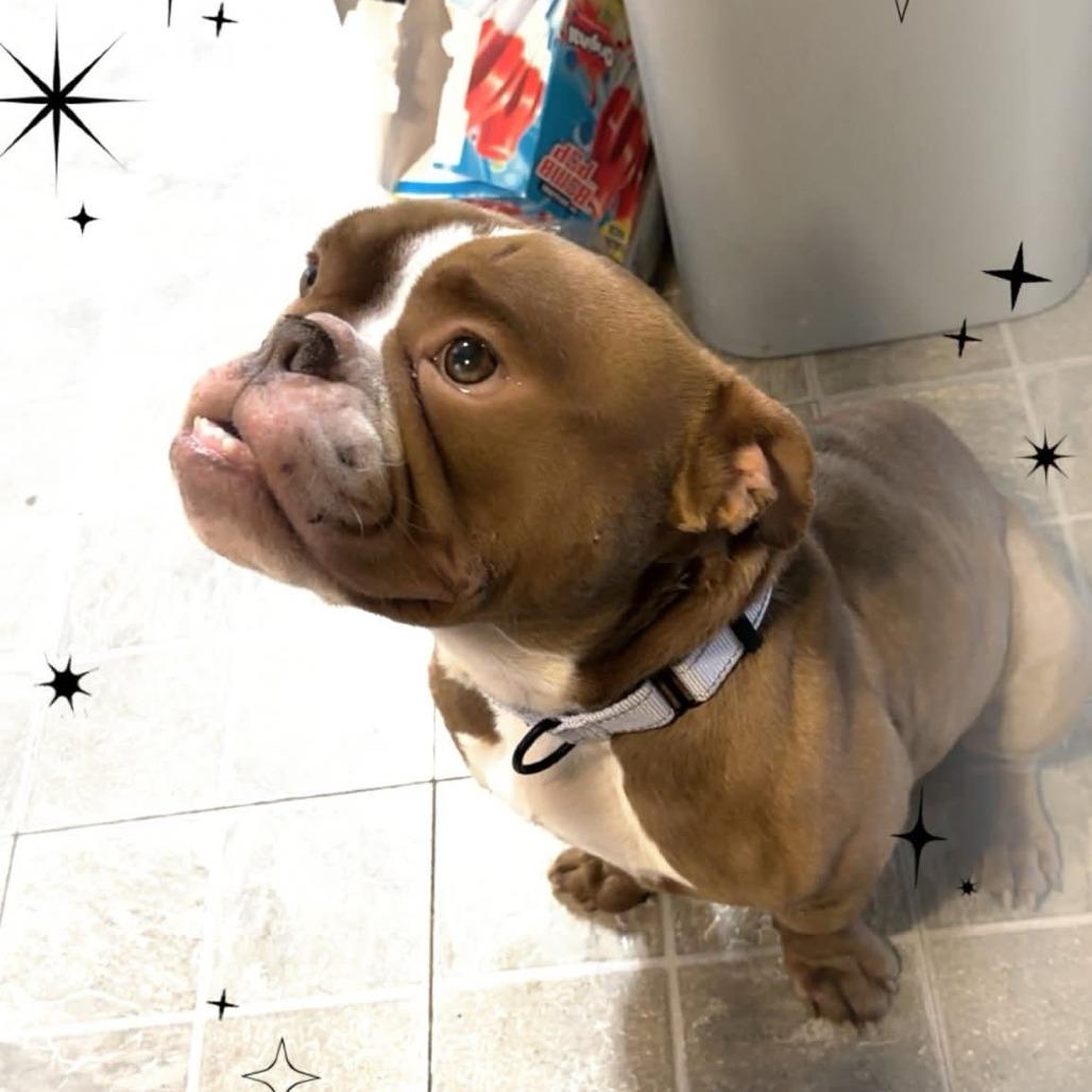 Gage, Adoptable, Young Male English Bulldog.