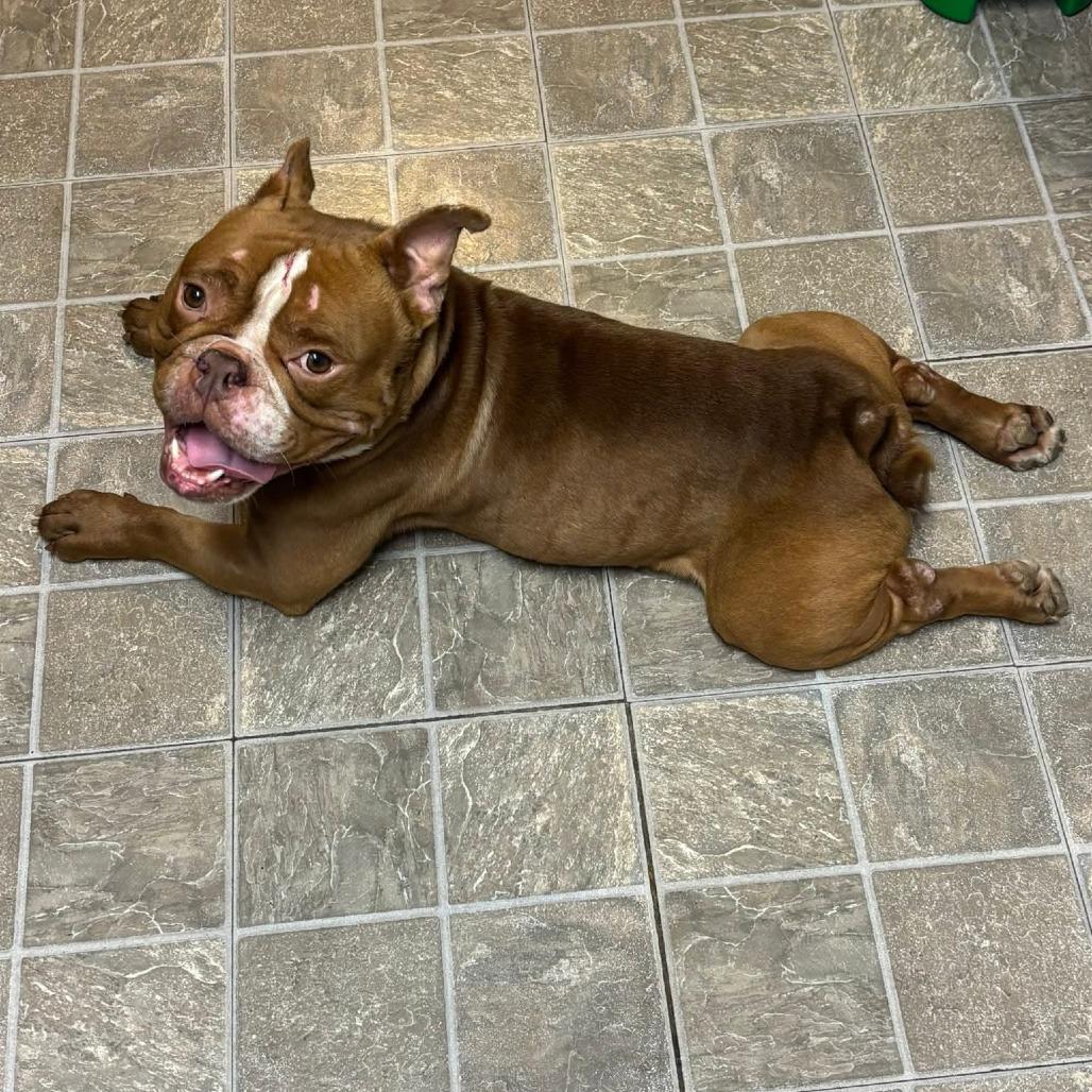 Enlarge Gage, a Adoptable English Bulldog in Huber Heights, OH image 2/6