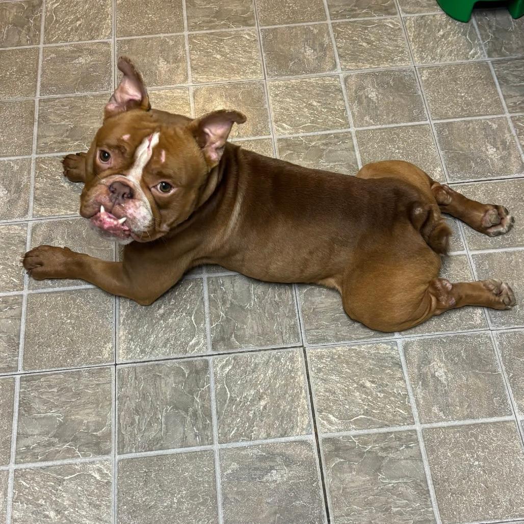 Enlarge Gage, a Adoptable English Bulldog in Huber Heights, OH image 3/6