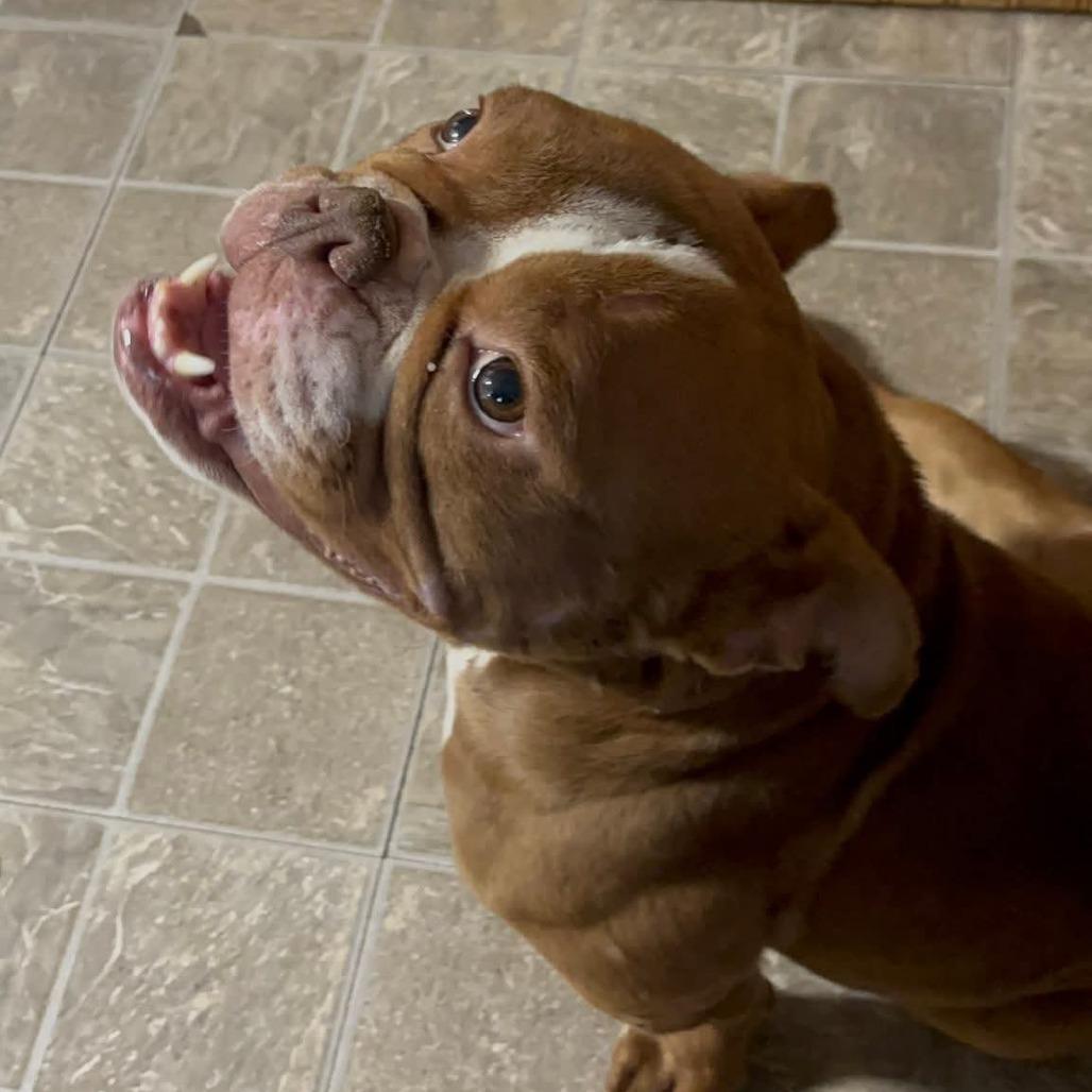 Enlarge Gage, a Adoptable English Bulldog in Huber Heights, OH image 4/6