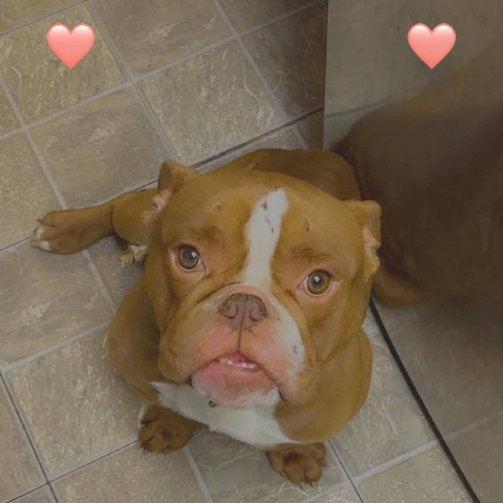 Enlarge Gage, a Adoptable English Bulldog in Huber Heights, OH image 5/6