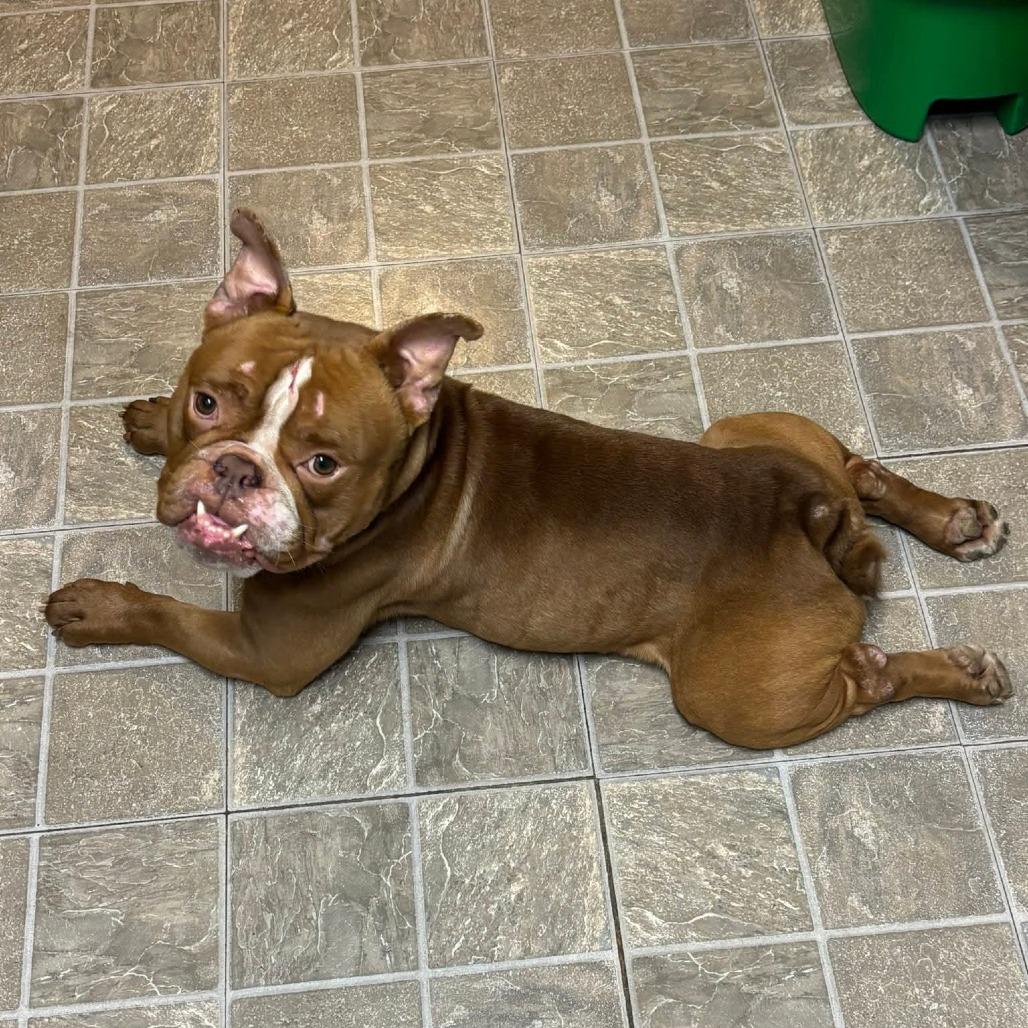 Enlarge Gage, a Adoptable English Bulldog in Huber Heights, OH image 6/6