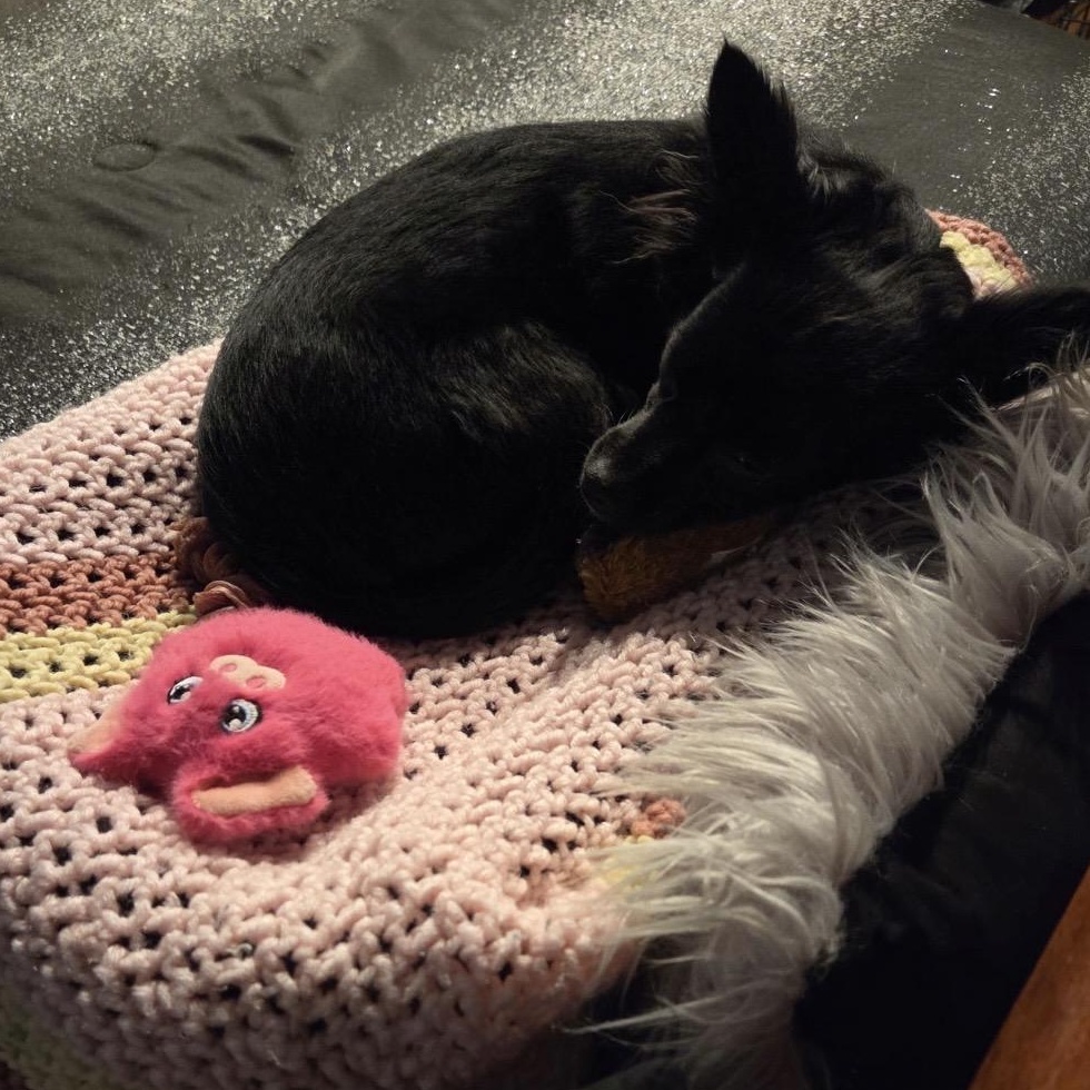 Enlarge Willow, an adopted mixed breed in South Plainfield, NJ image 5/5