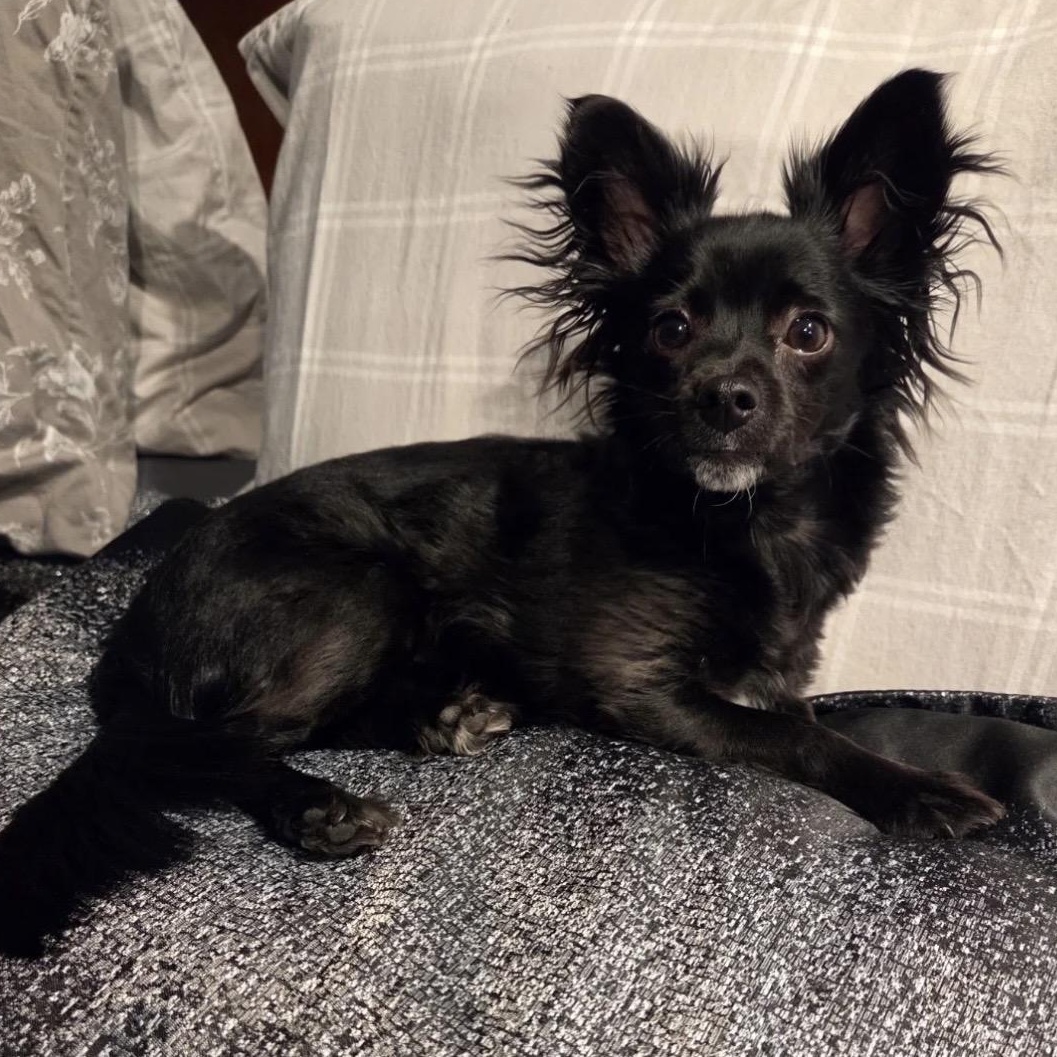 Enlarge Willow, an adopted mixed breed in South Plainfield, NJ image 2/5