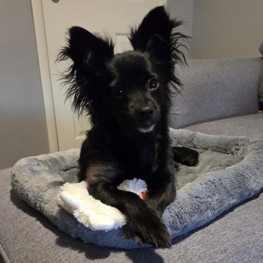 Willow, adopted, Puppy Female Chihuahua & Papillon.