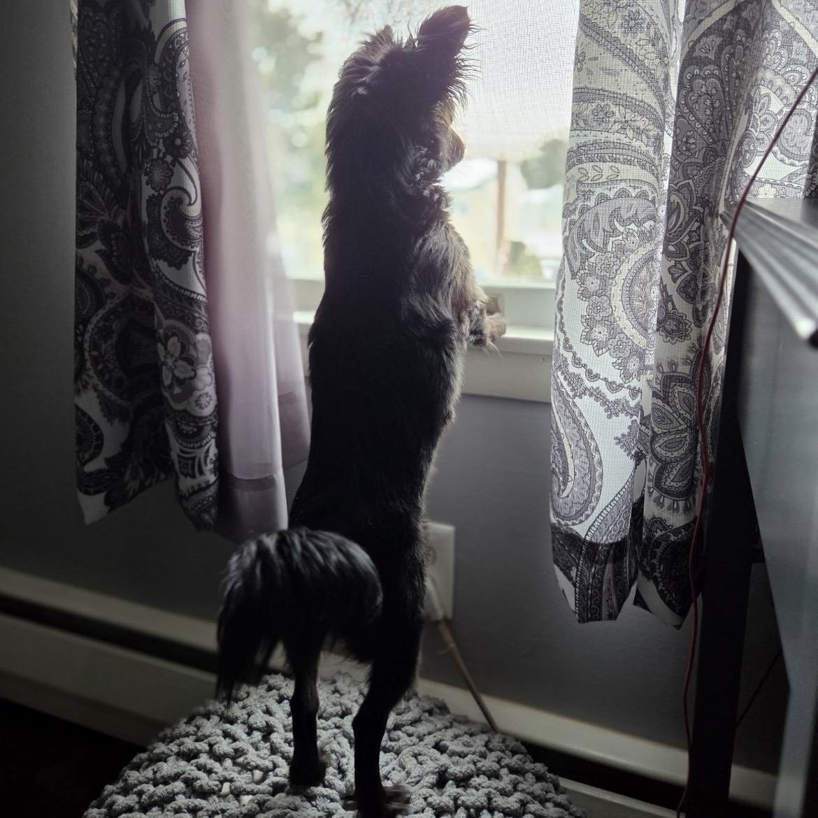 Enlarge Willow, an adopted mixed breed in South Plainfield, NJ image 3/5