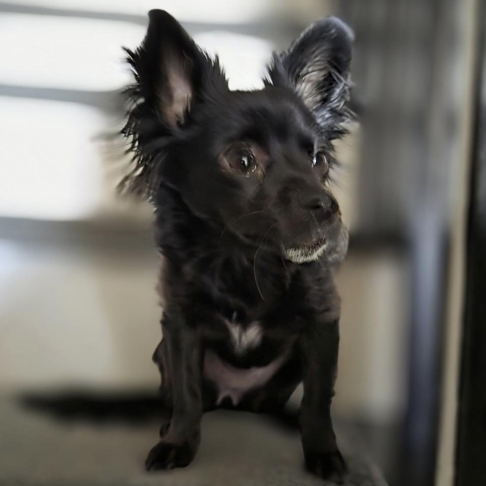 Enlarge Willow, an adopted mixed breed in South Plainfield, NJ image 4/5