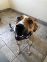 Enlarge Oakley, an adopted mixed breed in Clayton, GA image 1/1