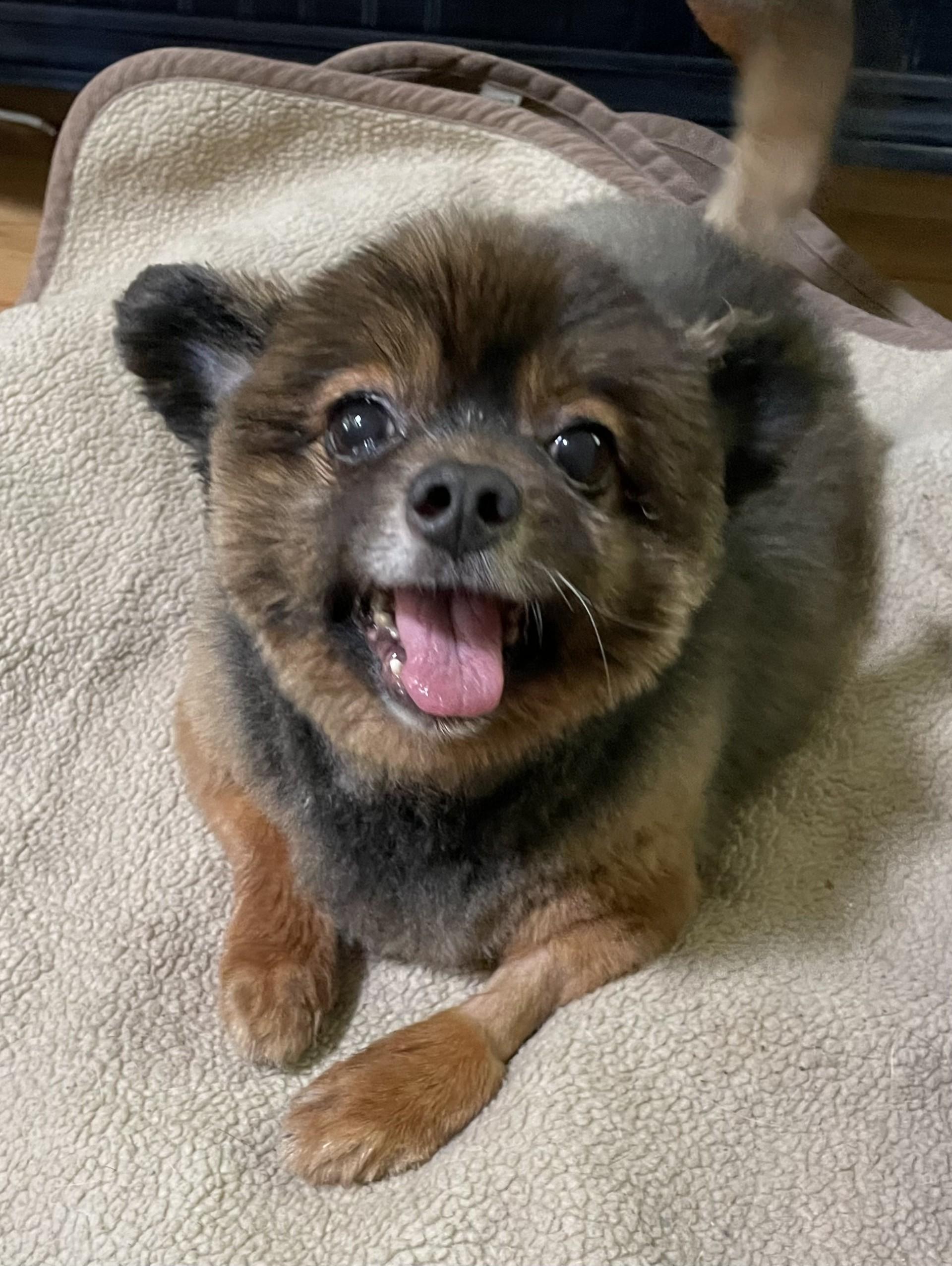 Tigger, Adoptable, Senior Male Spaniel.