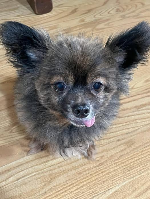 Tigger, a Adoptable mixed breed in Livermore, CA image 2/4