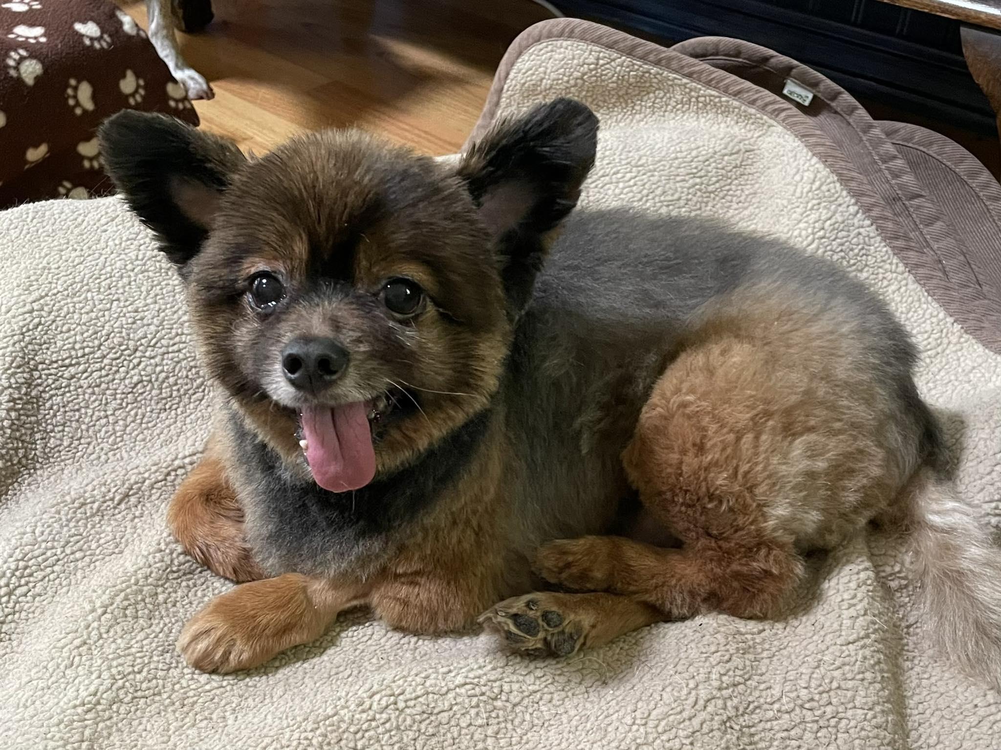 Tigger, a Adoptable mixed breed in Livermore, CA image 4/4