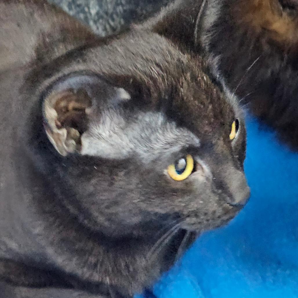 Enlarge Sweetie, a Adoptable Domestic Short Hair in Corydon, IN image 1/1