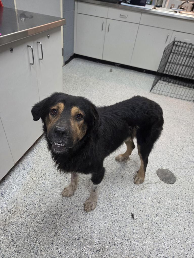 Bear, Adoptable, Young Male Bernese Mountain Dog & Affenpinscher.