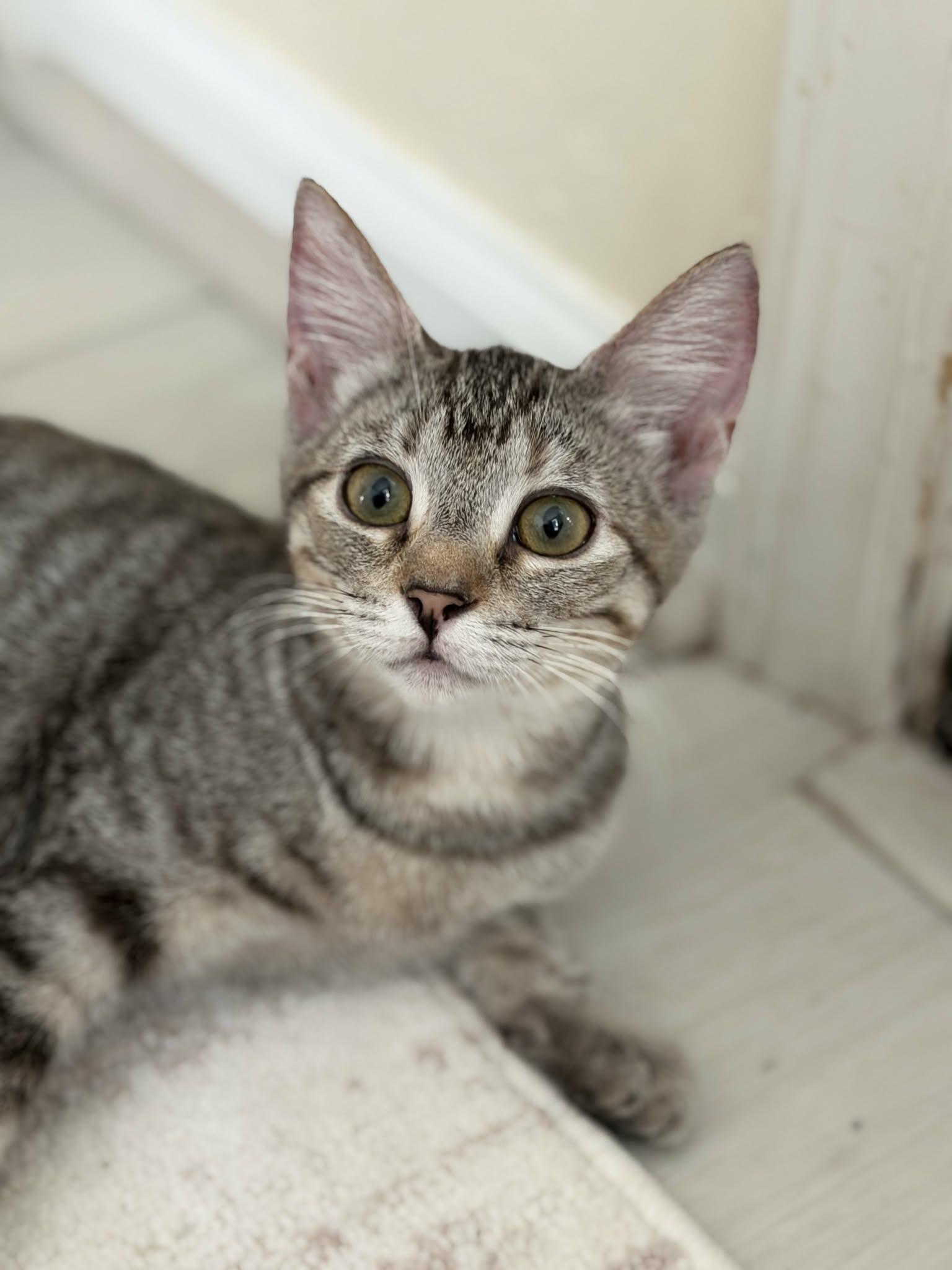 Daisy, Adoptable, Kitten Female Domestic Short Hair.