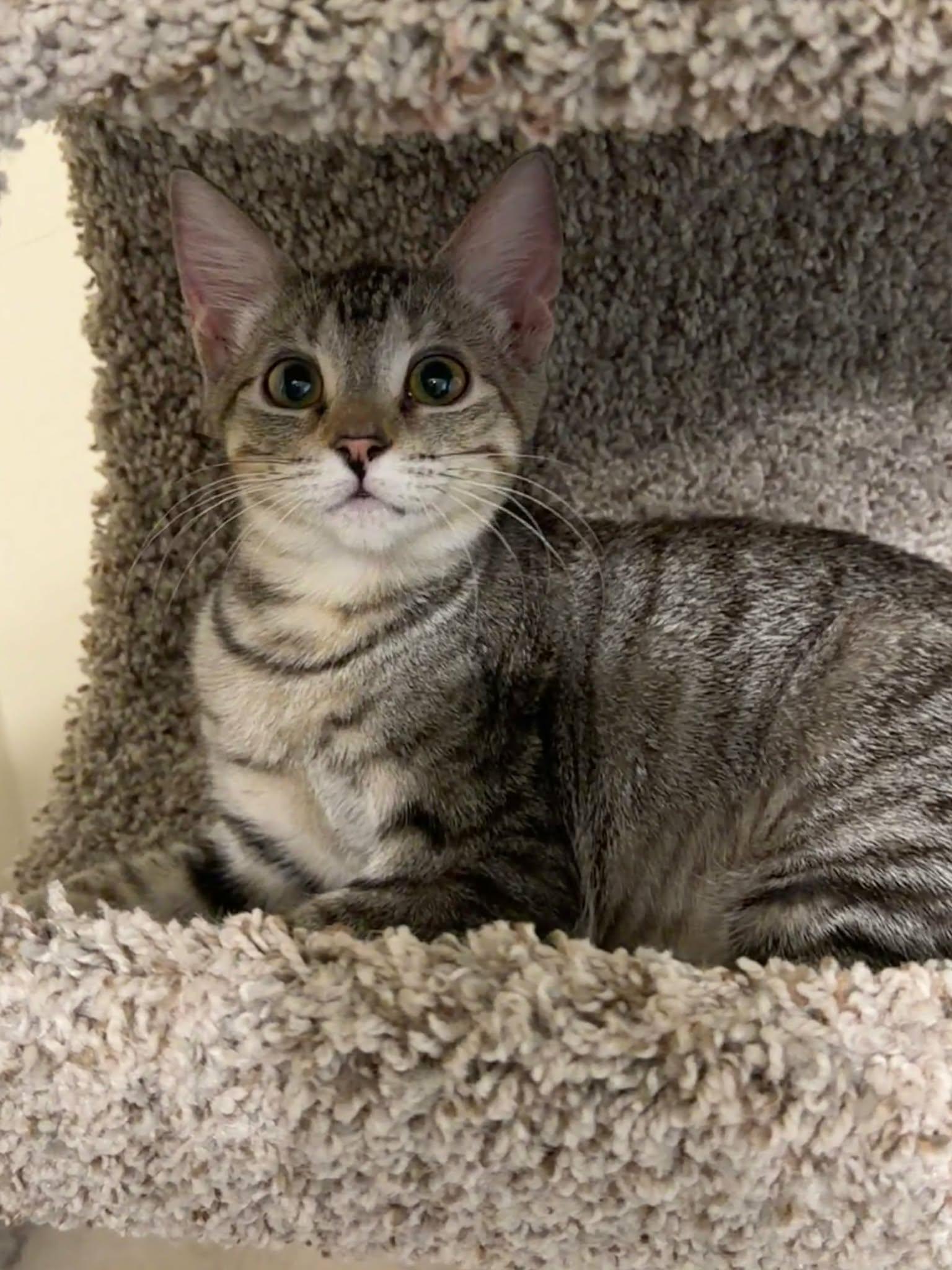 Enlarge Daisy, a Adoptable mixed breed in Youngtown, AZ image 4/4