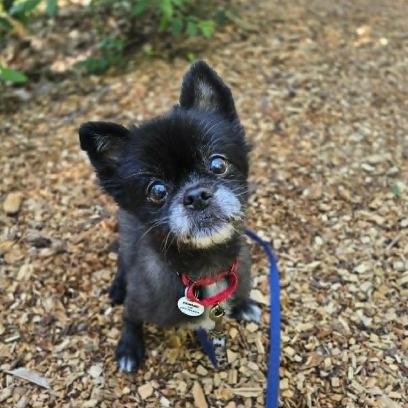 Layla, an adoptable mixed breed in Severn, MD image 2/3